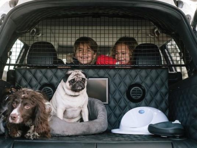 Cómo viajar con tu mascota en el auto con seguridad