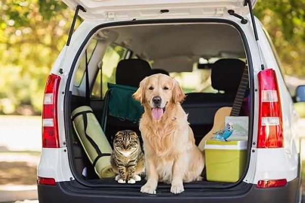 Cómo viajar con tu mascota en el auto con seguridad