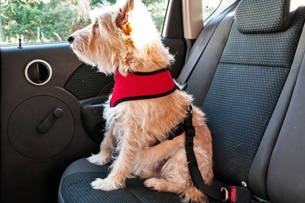 Cómo viajar con tu mascota en el auto con seguridad